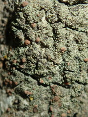 Bacidia rubella