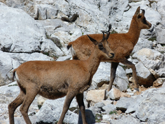 Rupicapra pyrenaica parva