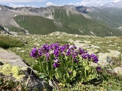 Primula latifolia
