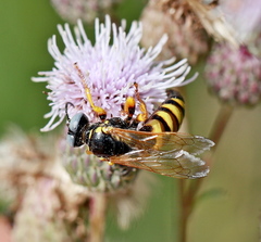 Palarus variegatus
