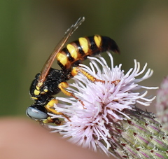 Palarus variegatus