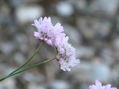Armeria cantabrica