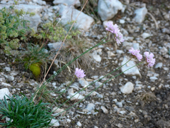 Armeria cantabrica