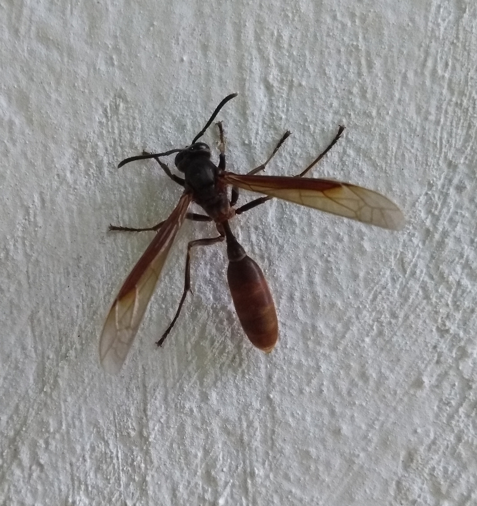 Apoica thoracica
