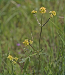 Sanicula bipinnata