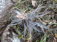 Tillandsia gardneri