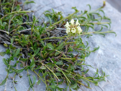 Sideritis hyssopifolia