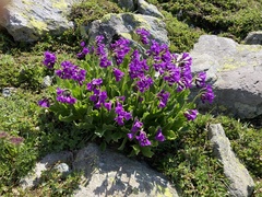 Primula latifolia
