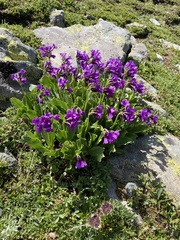 Primula latifolia