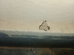 Chorsia costimacula