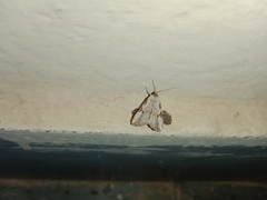 Chorsia costimacula