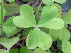Oxalis linarantha