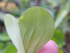 Oxalis linarantha