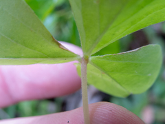 Oxalis linarantha