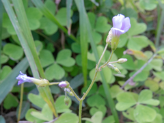 Oxalis linarantha