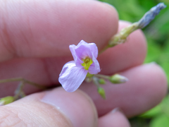 Oxalis linarantha