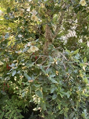 Eucryphia