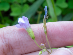 Oxalis linarantha