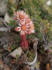 Sempervivum vicentei