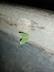 Argyrocosma inductaria