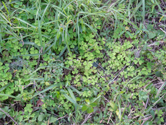 Oxalis linarantha