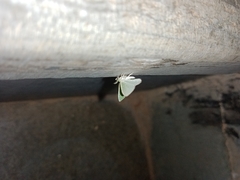 Argyrocosma inductaria