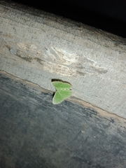 Argyrocosma inductaria