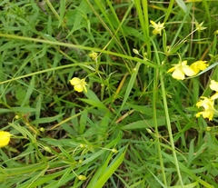 Lysimachia quadriflora