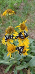Gnophaela discreta