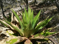 Agave gentryi