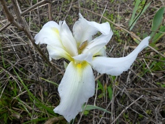 Iris albicans