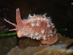 Pseudopusula californiana image