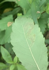 Agromyza valdorensis