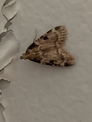 Aglossa disciferalis
