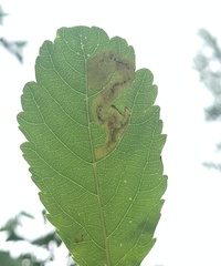 Agromyza valdorensis