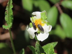 Acmaeodera rubromaculata