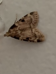Aglossa disciferalis