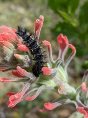 Euphydryas chalcedona