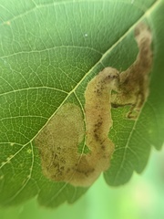 Agromyza valdorensis