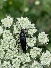 Pedostrangalia pubescens