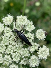 Pedostrangalia pubescens