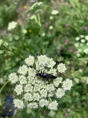 Pedostrangalia pubescens