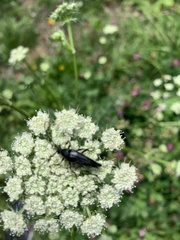 Pedostrangalia pubescens