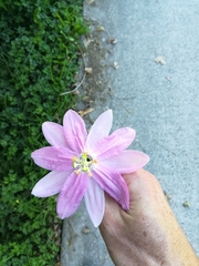 Passiflora tarminiana