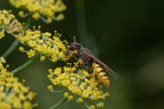 Philanthus triangulum