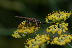 Philanthus triangulum