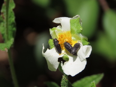 Acmaeodera rubromaculata
