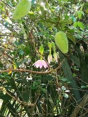 Passiflora tarminiana