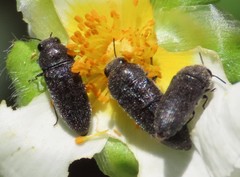 Acmaeodera rubromaculata