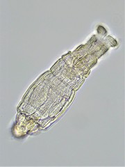 Macrotrachela ehrenbergii
